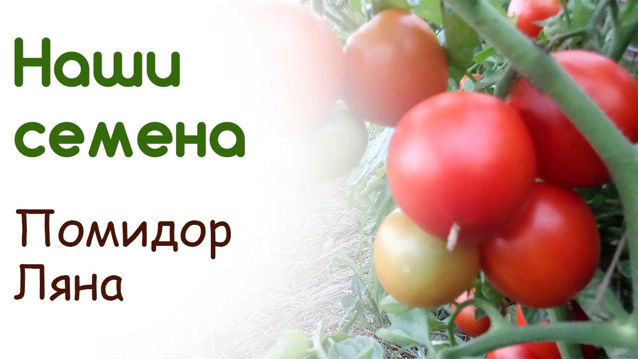 Сорт помидоров Ляна - свои семена
