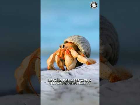Hermit Crab 🦀 Tiny Pet with Big Personality!