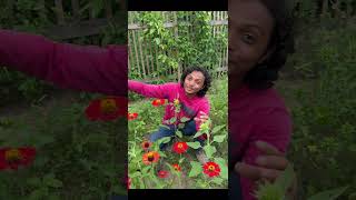 O Girassol Acompanha o Sol e Mostra o Nascente #experimento #biologia #botânica #educação #ciência