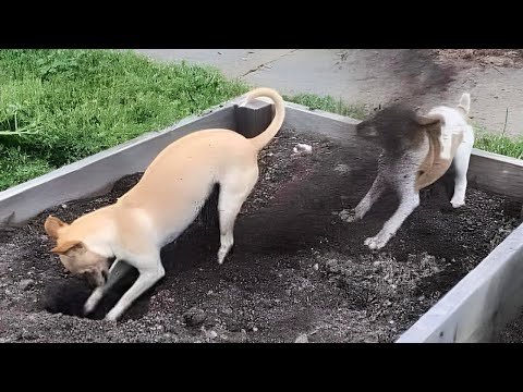 Regardez ces drôles de chiens que j'ai trouvés pour vous !