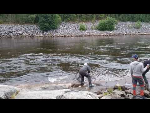 Laxfiske i Älvkarleby 2020