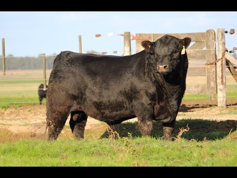 GENPRO - COLÓN Angus Negro