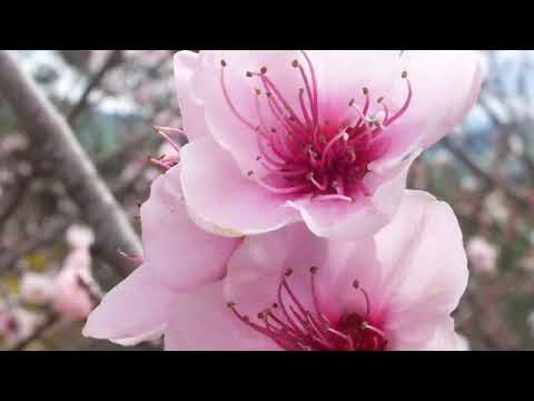 SỚM CHỒNG Karaoke Tâm Đoan