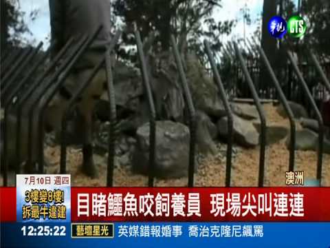 鱷魚狠咬飼養員 餵食秀真實上演