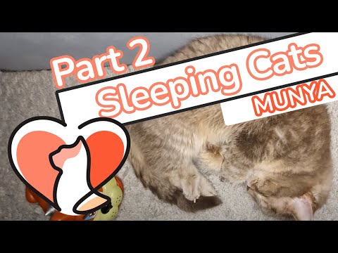 WATCH: Munya do what she DOES BEST: being a SLEEPY CAT, a beautiful kitten SLEEPING on her bed