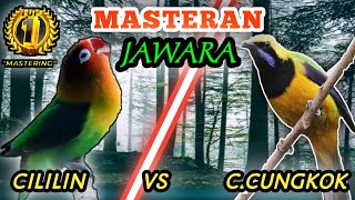 Download lagu LOVEBIRD VS CUCAK CUNGKOK - Masteran Tembakan Speed Rapattt mp3 Download lagu LOVEBIRD VS CUCAK CUNGKOK - Masteran Tembakan Speed Rapattt mp3