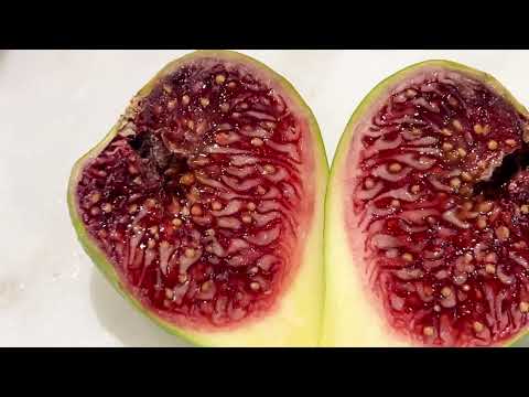 A. Sangue Fig