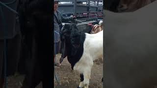 Download lagu PE Goat, Economical Price, Height 108 cm, Wlingi Market, Blitar mp3