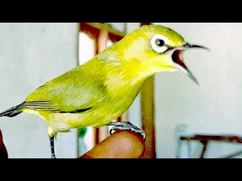 download lagu mp3 mp4 Suara Burung Pleci Juara, download lagu Suara Burung Pleci Juara gratis, unduh video klip Suara Burung Pleci Juara
