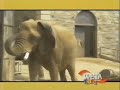 WETA KIDS Station ID Elephant 2000