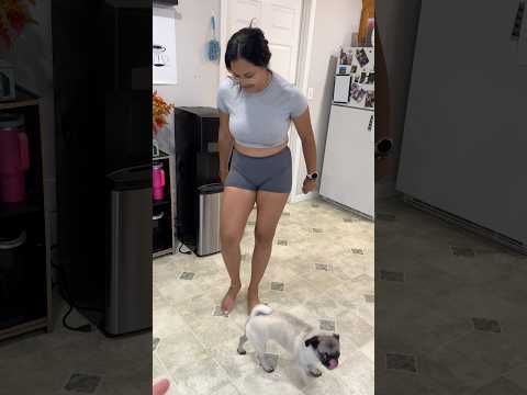 My dog is sick! She can’t stop throwing up… #shorts