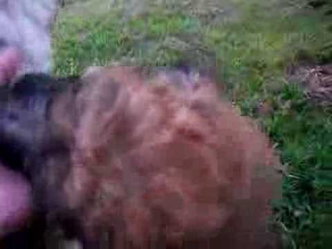 Soft Coated Wheaten Terrier Aug 6 Gina out walking with mama