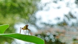 Cricket chirping, then stops