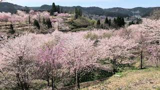 長湯溫泉之櫻花里，每人入場費500日圓