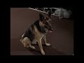 Bionic Woman The Bionic Dog