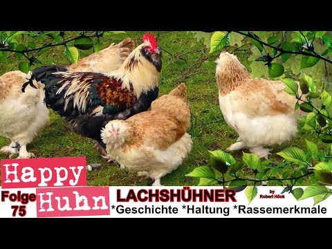 E75 Deutsche Lachshühner im Rasseportrait bei HAPPY HUHN - Zwerg-Lachshühner und Faverolles Hühner