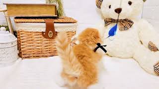 スコティッシュフォールドの動画01