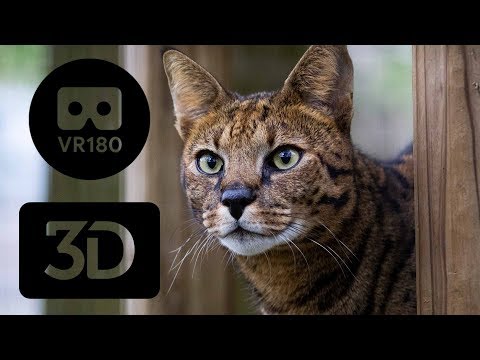 Hybrid Cats As Pets