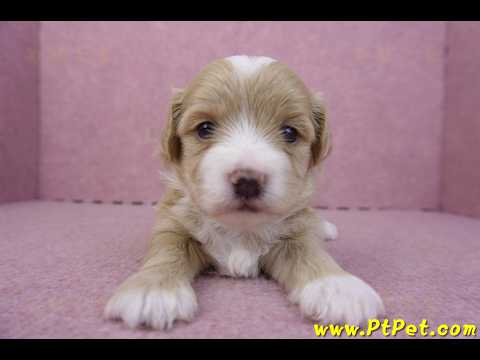 01/30馬爾泰迪公幼犬1號