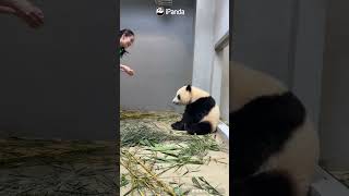 It’s Snack O’clock! | iPanda #shorts #HKPanda