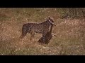 Cheetah Hunting Gazelle Big Cat Diary BBC Earth