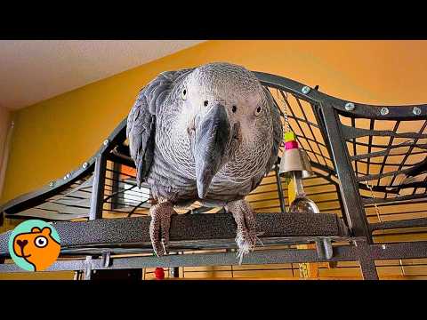 Parrot Surprises Couple With Talking After 16 Years | Cuddle Buddies