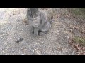 Cat Kisses A Mouse Part 2 Mouse Plays Dead