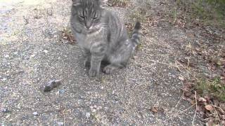 cat kisses a mouse - part 2 - mouse plays dead