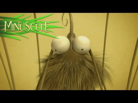 Minuscule – Un Apres Midi de Moustique/A Mosquito Day Afternoon (Season 1)