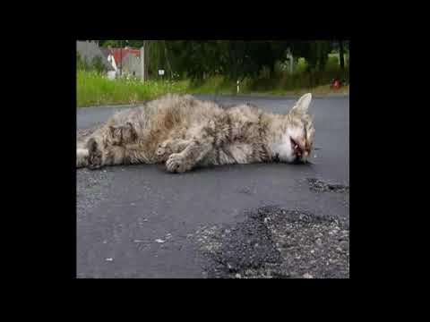 Real Reel, Scrubz - Sousoune Decalé (Bouyon)