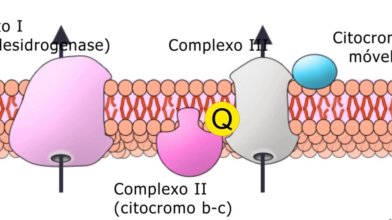 3.Respiração Celular - CADEIA RESPIRATÓRIA - Prof. Claudio Bernardazzi