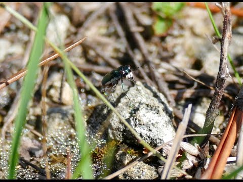 Frank Ridgley’s video of the Miami tiger beetle | cicindela