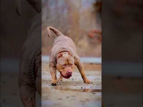 Pakistan Zindabad #abubaker007 #gamtng  #army #youtubeshorts #usashorts #pakarmy #realhero #popular