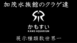 動画3