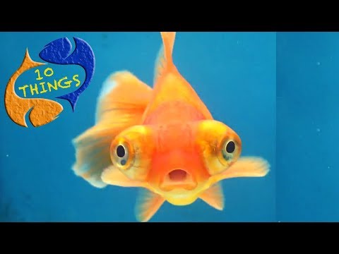 The Most Popular And Saddest Fish In Aquariums, 10 Things You Should Know About Goldfish!