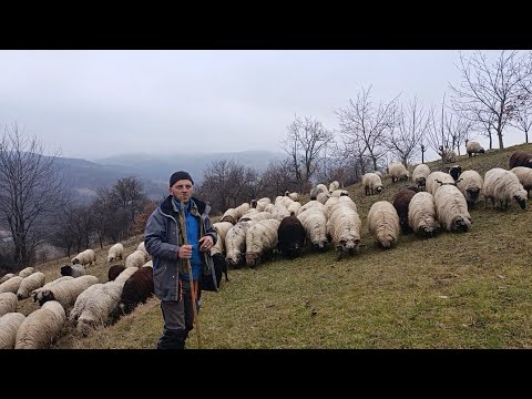 SA 300 OVACA OVDJE BORAVIM RADIMO PORODIČNO SVI NEJDEM NA ZIMINU
