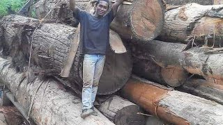 Download lagu keadaan santaiwong hadapi musim hujan [santaiwong perak logging kayu balak] castom Malaysia mp3