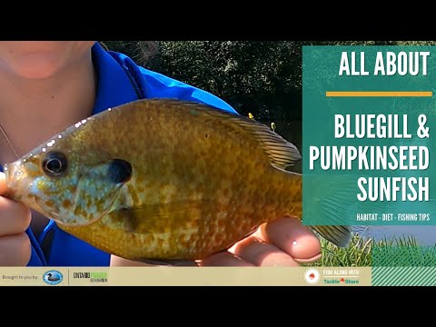 , title : 'All About Bluegill & Pumpkinseed Sunfish - Identification, Habitat, Spawning, Diet, Age & Size, Tips'