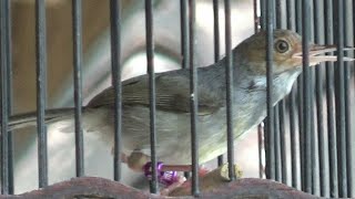 Download lagu Prenjak anakan belajar bunyi nembak isian mp3