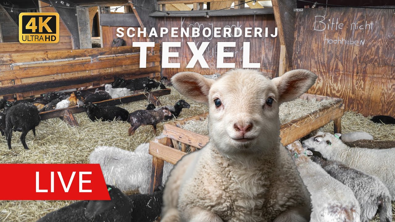 Live webcam view of Establo de Corderos en Granja de Ovejas