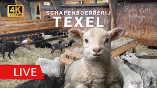 Schapenboerderij Texel