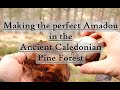 Making the perfect Amadou in the Ancient Caledonian Pine Forest