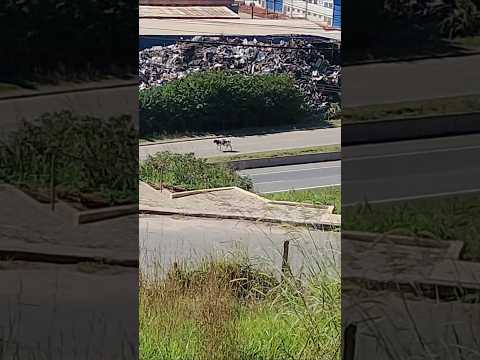 Tudo tranquilo aqui em Bom Jesus dos perdões SP