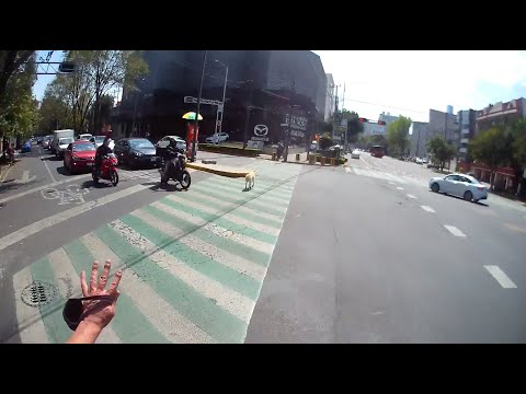 Un Perro Que Busca Salvar A 170 Perros