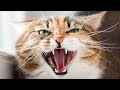 Cat Angry Sound Compilation