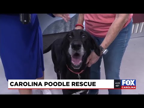 Four Legged Friends: Buddy - YouTube