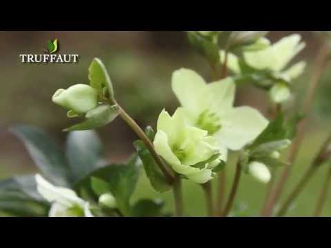 comment soigner la plante zamioculcas