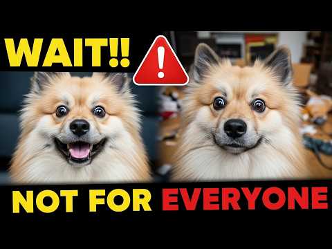 Before You Get A Keeshond Watch This