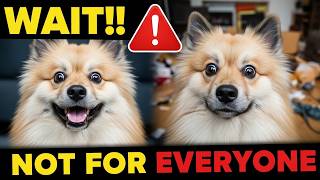 Before You Get a Keeshond… Watch This