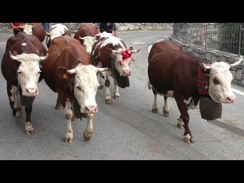 Desnalpà 2017 - Inizio transumanza con le mucche